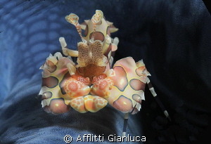 Arlequim Shrimp by Afflitti Gianluca 
